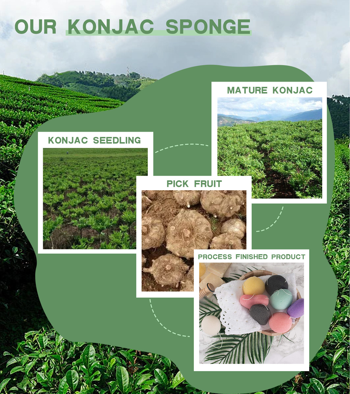 trường hợp công ty mới nhất về Bọt biển Konjac được lấy từ củ của cây Konjac